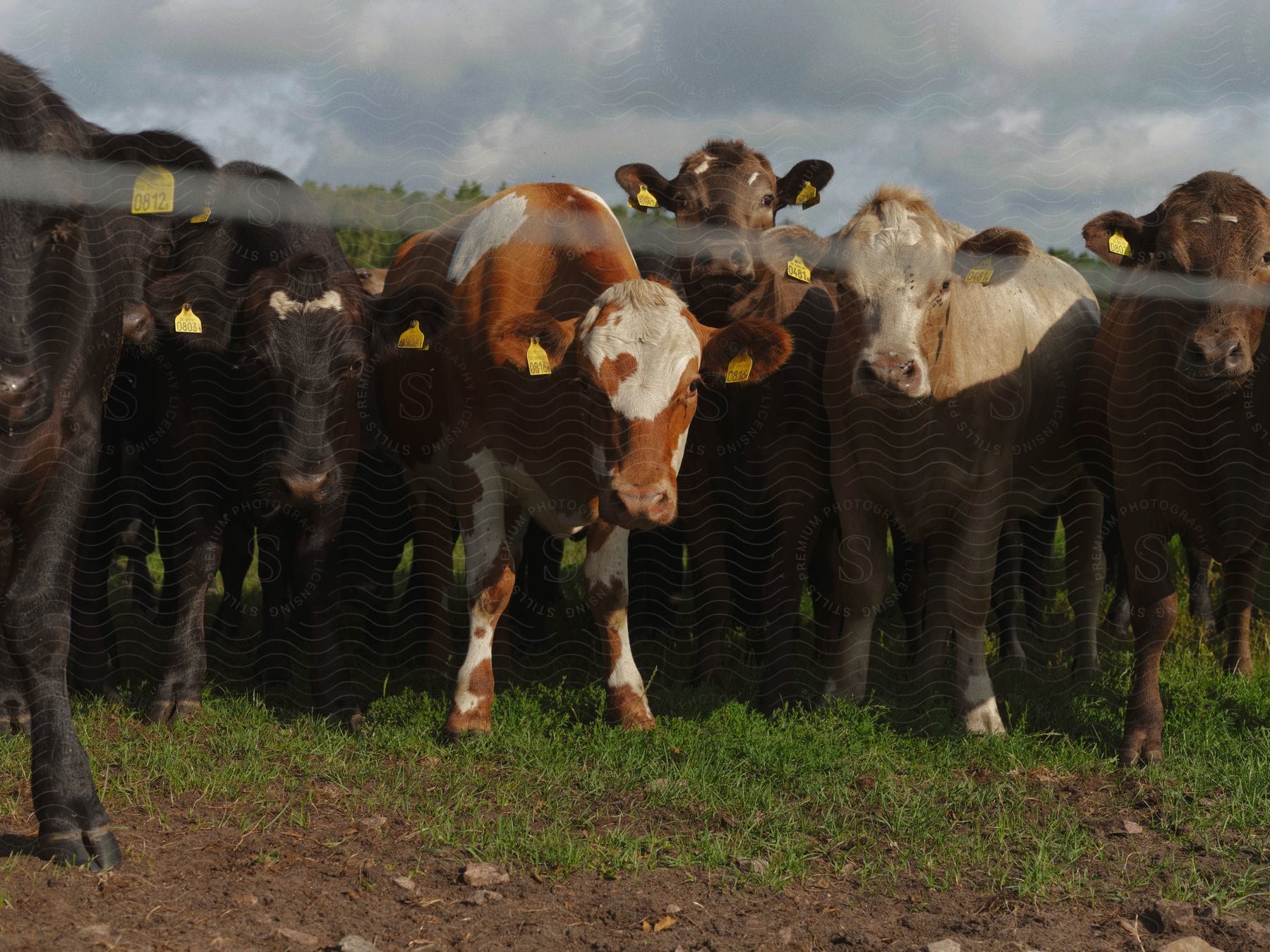 A group of cattle is standing together with yellow tags in their ears.
