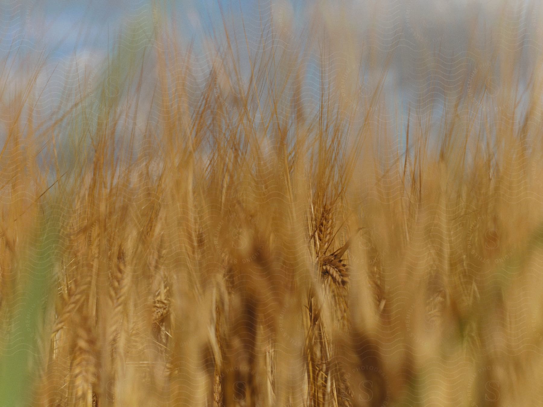 A blurred close up of wheat.