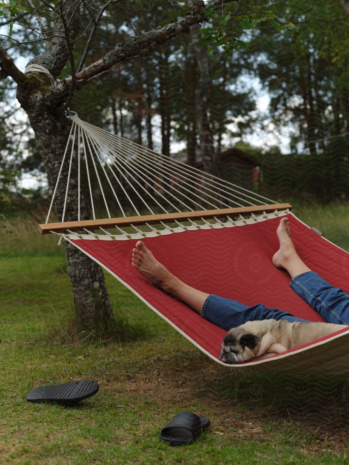 Dog with its tongue out, lying in a hammock beside a human's legs in an outdoor setting with trees and grass.