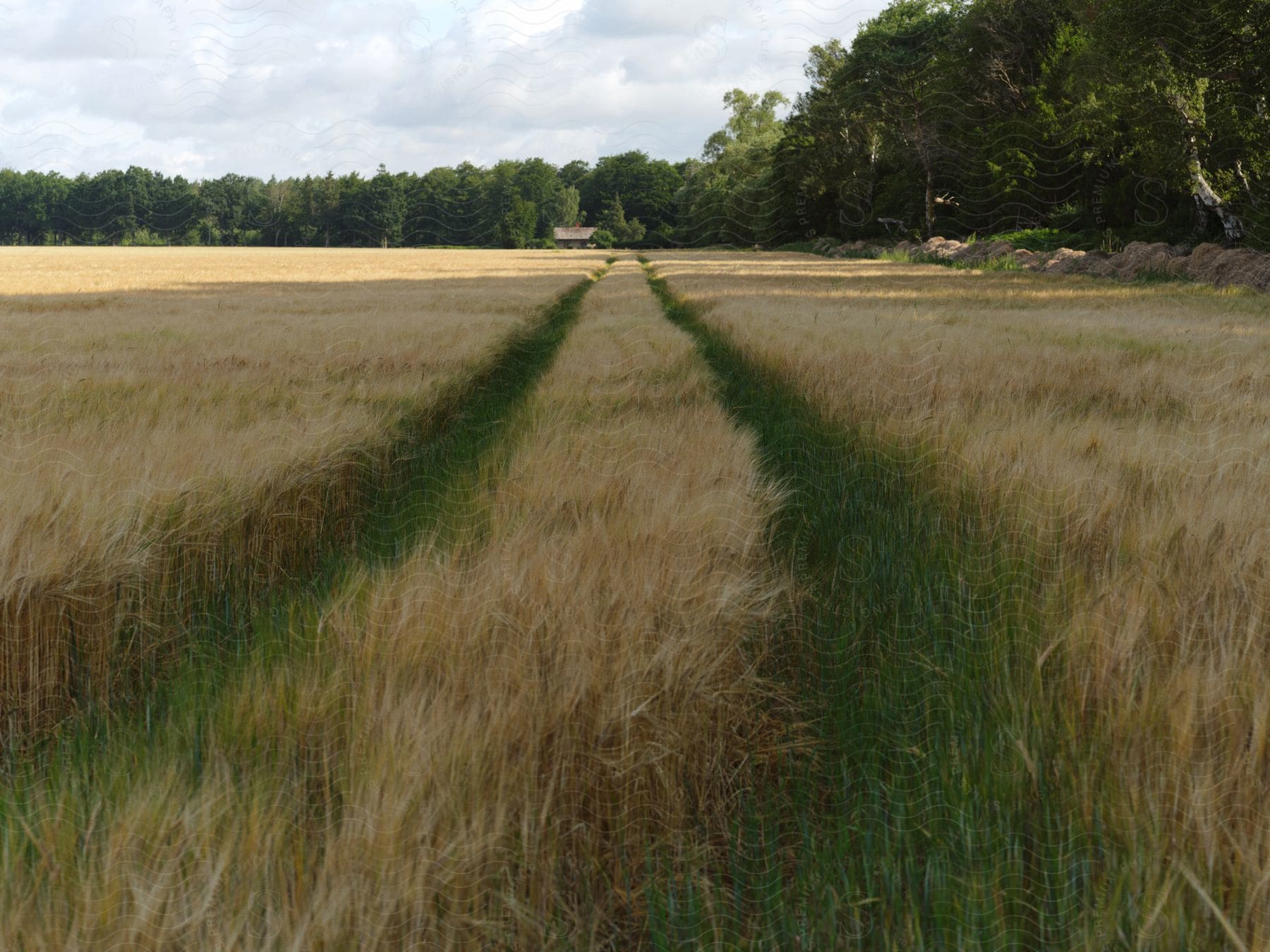 A large hay field contains tire tracks that lead to a small house in the distance.