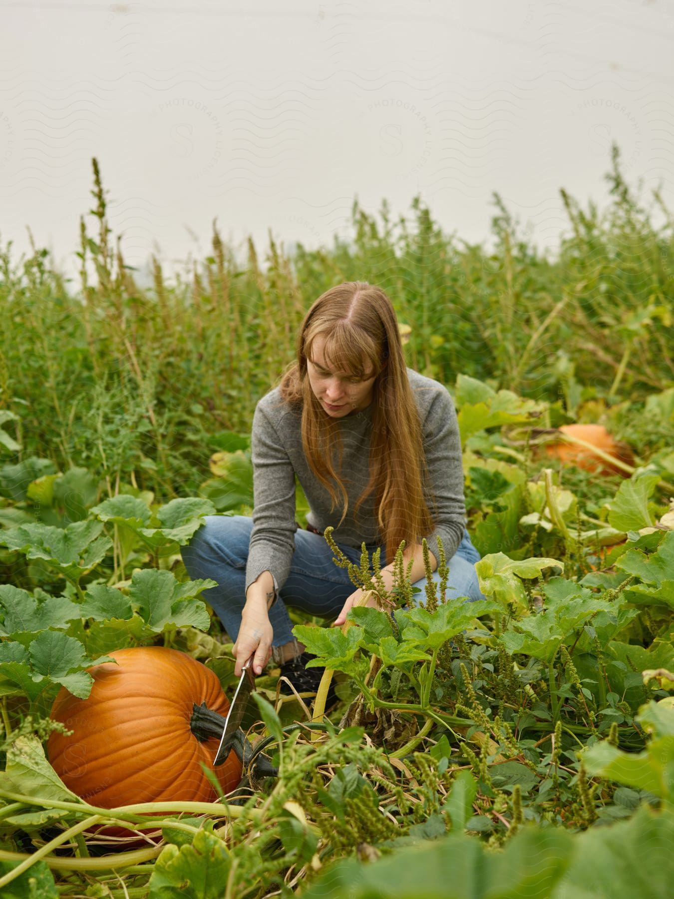 A blonde female farmer using a knife to harvest a large pumpkin.