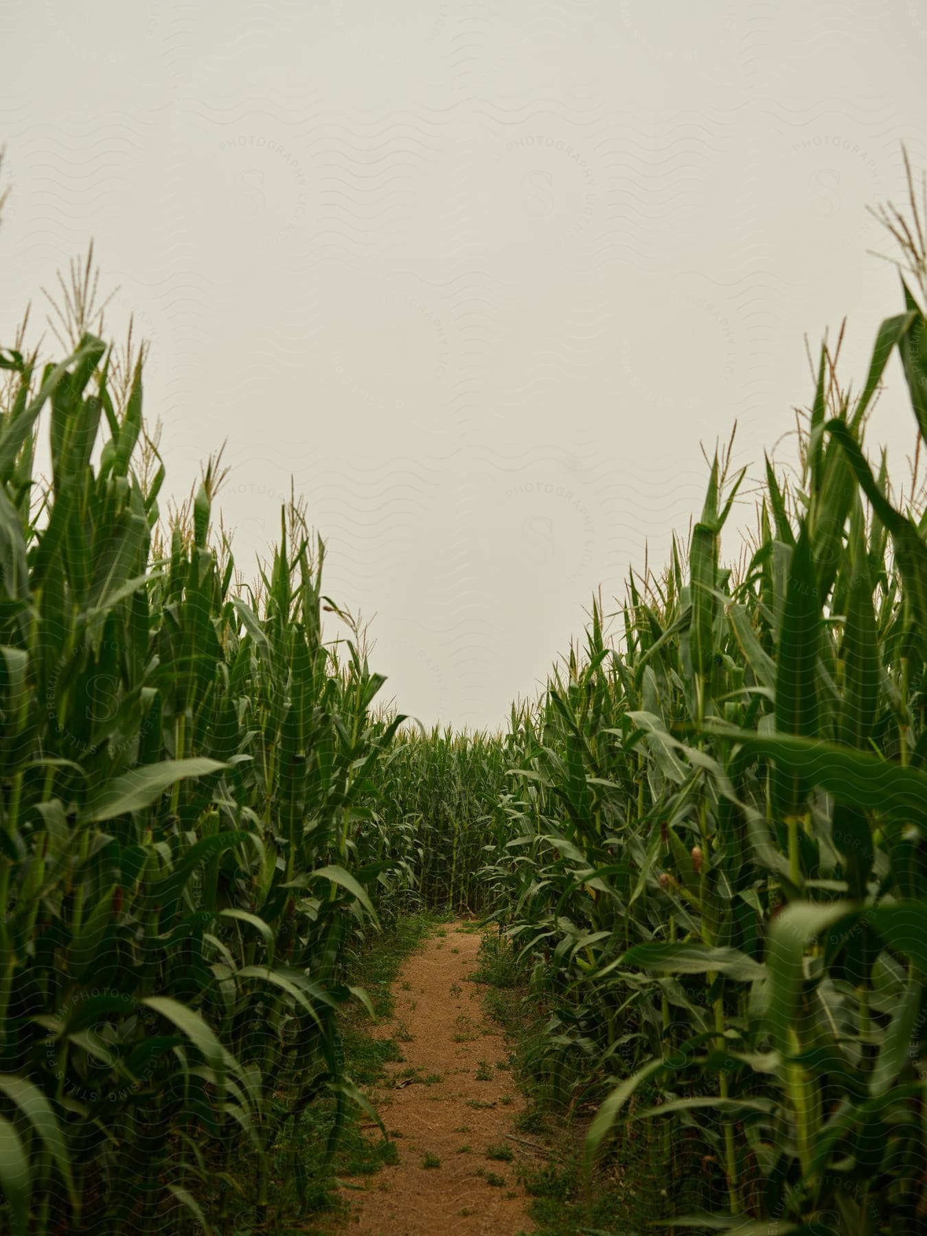 A dirt path in a cornfield.