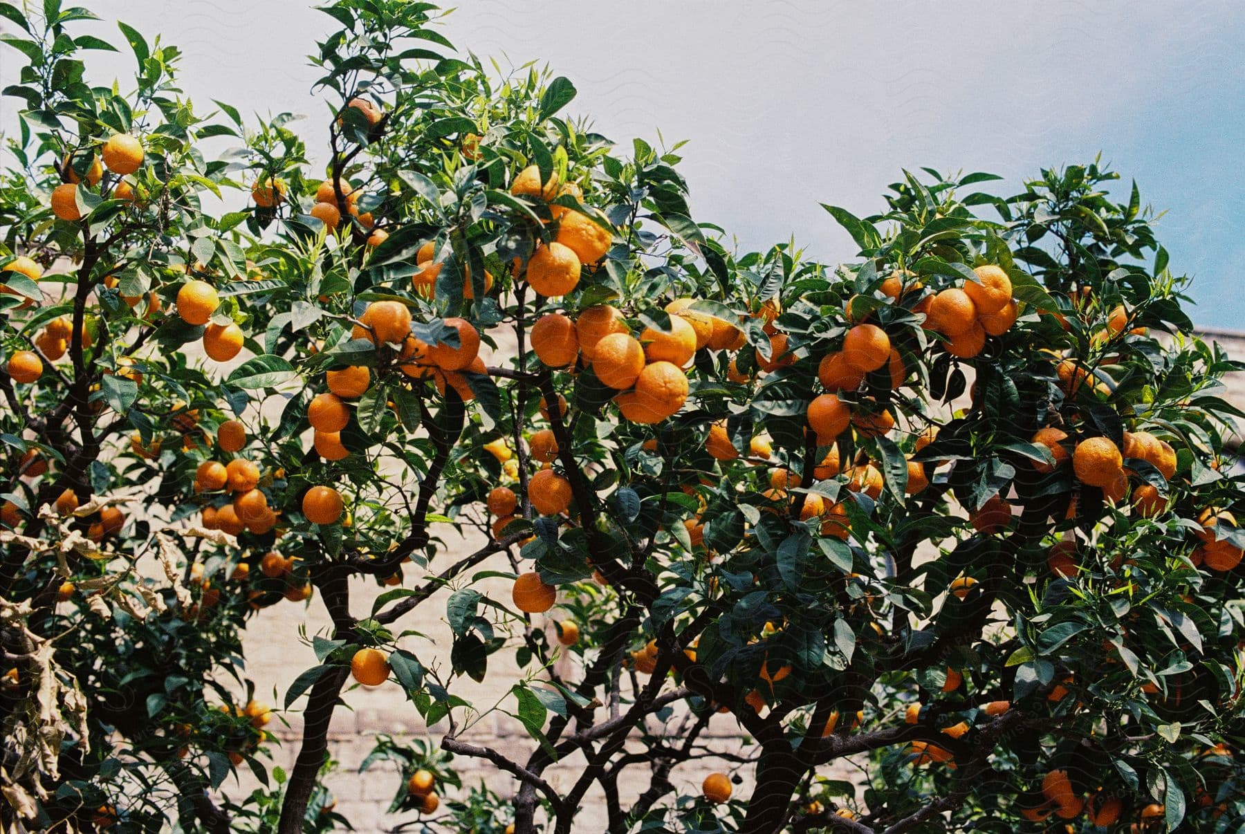 Orange citrus fruit on green branches in a garden