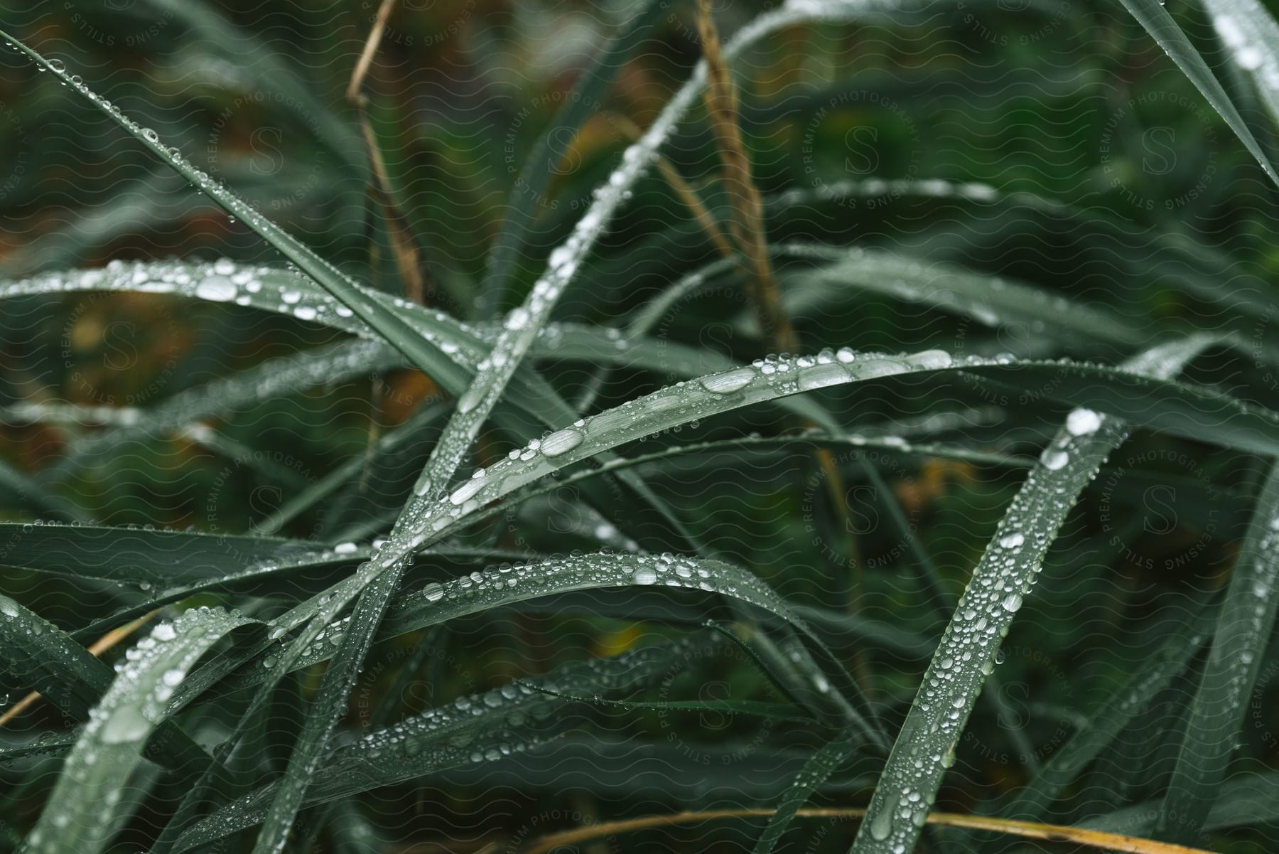 A close-up of glistening dewdrops on the blades of green grass.