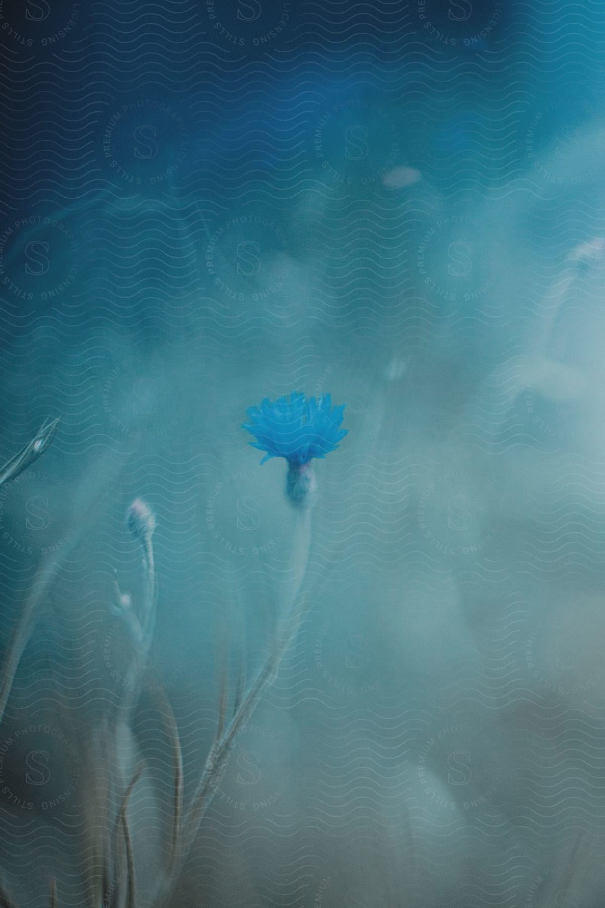 Close up of light blue flower