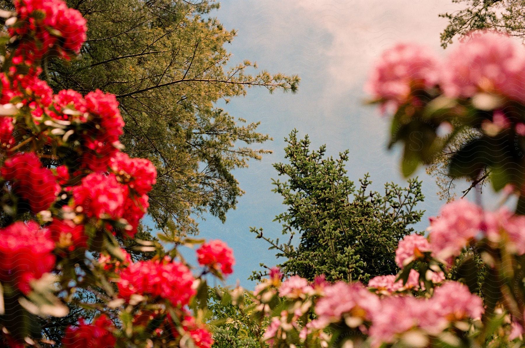 Red and pink flowers stand against the green trees and the sky