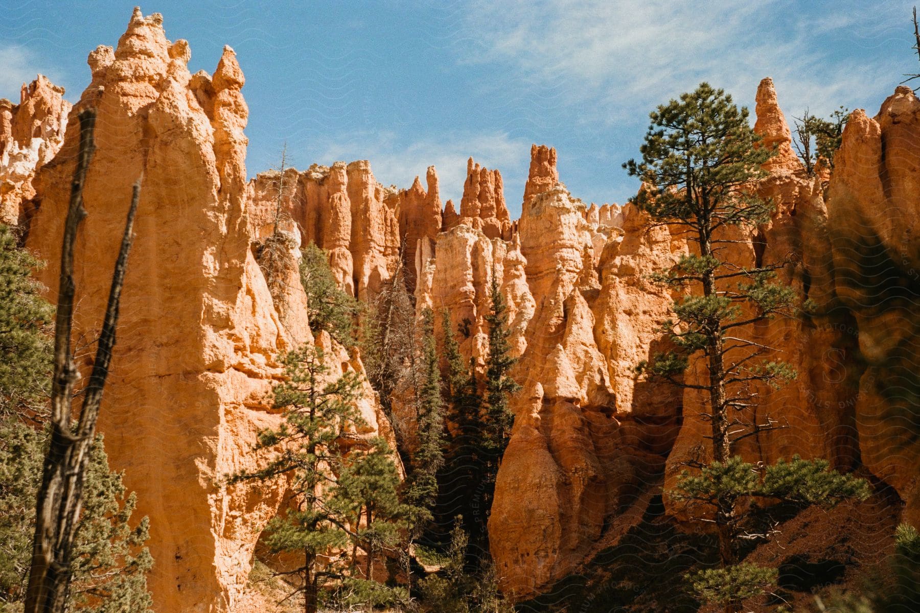 Canyons form varying shapes as they stand with trees and branches.