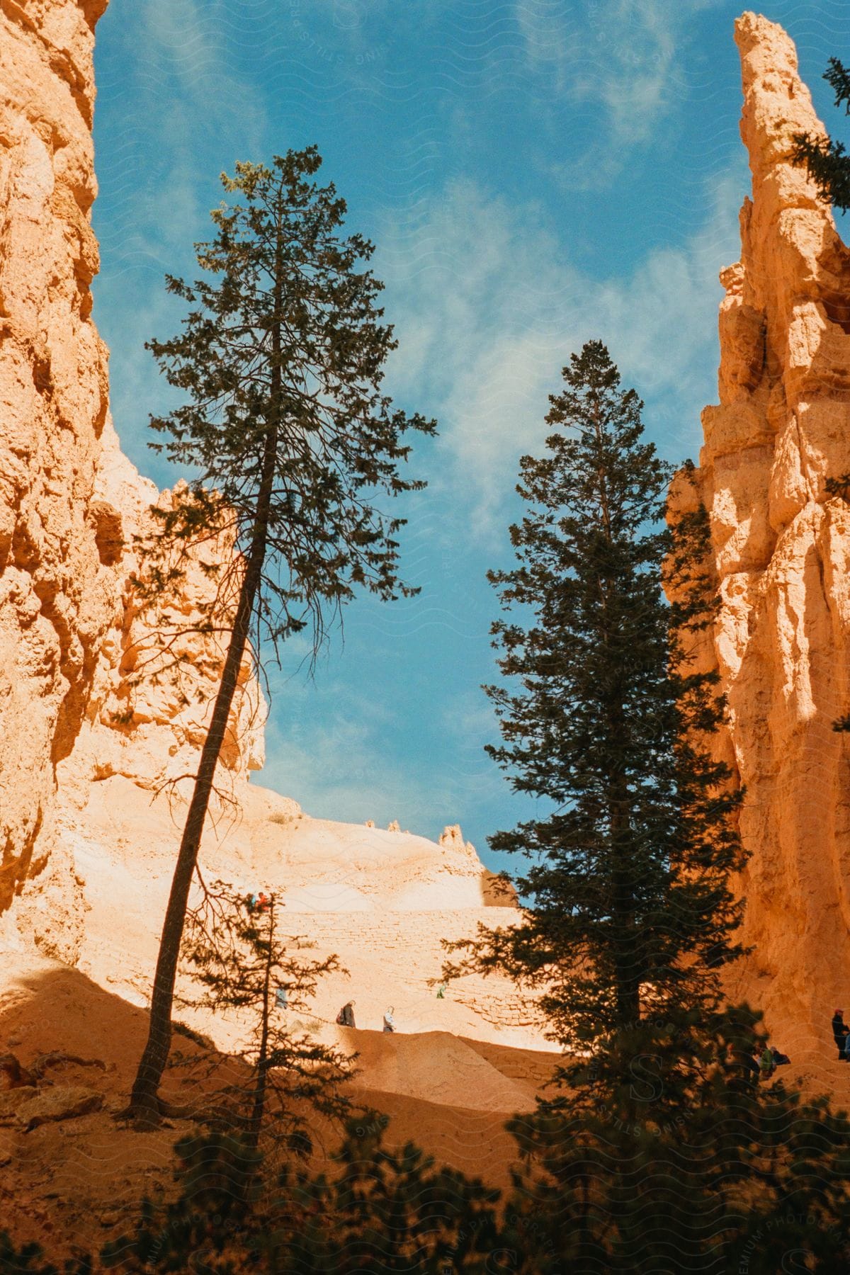 A view at the bottom of a canyon with some trees and rocks on either side of it.