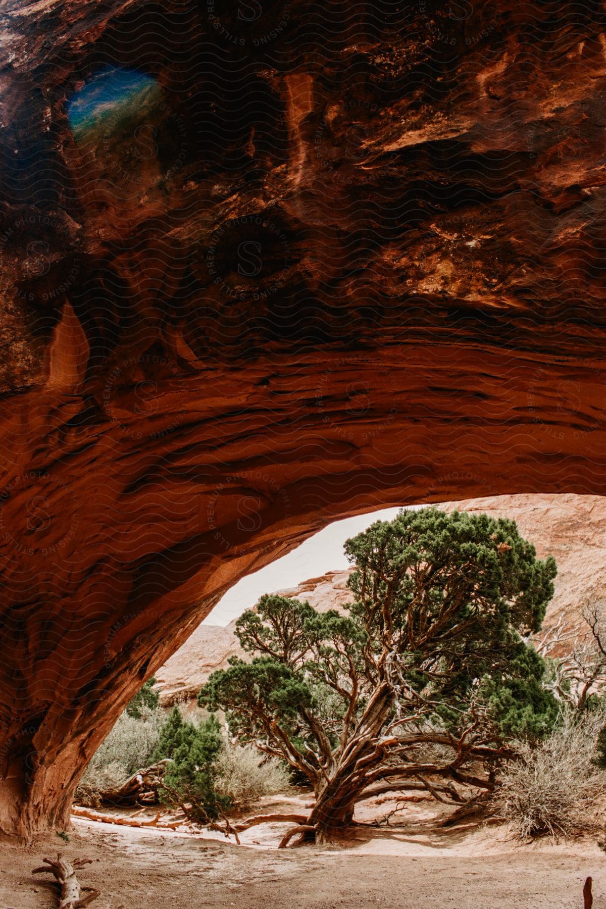 Rainbow arch and trees in a dry climate in the background.