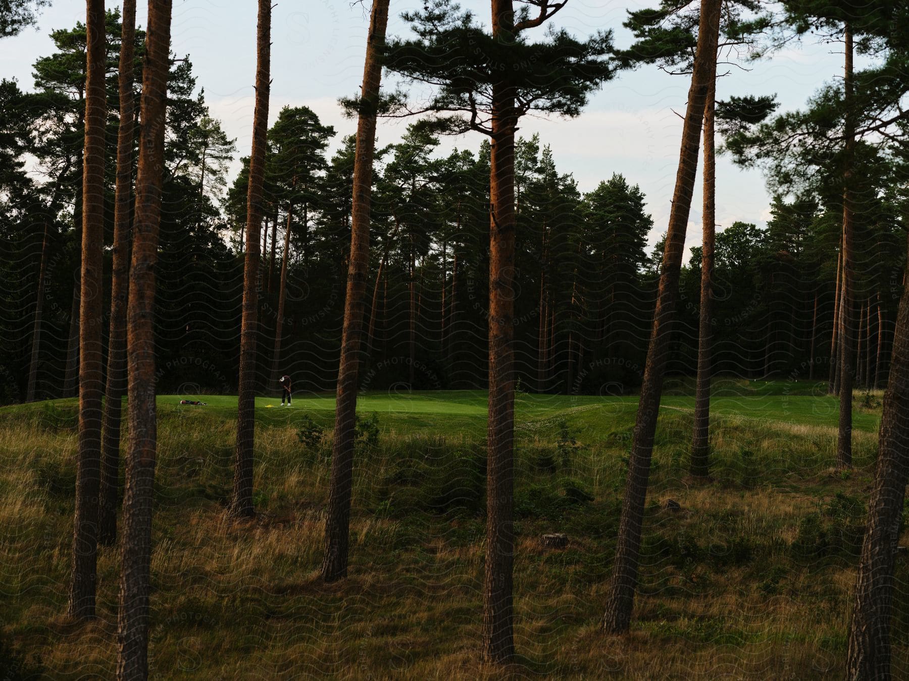 thin barren trees grow tall in a field