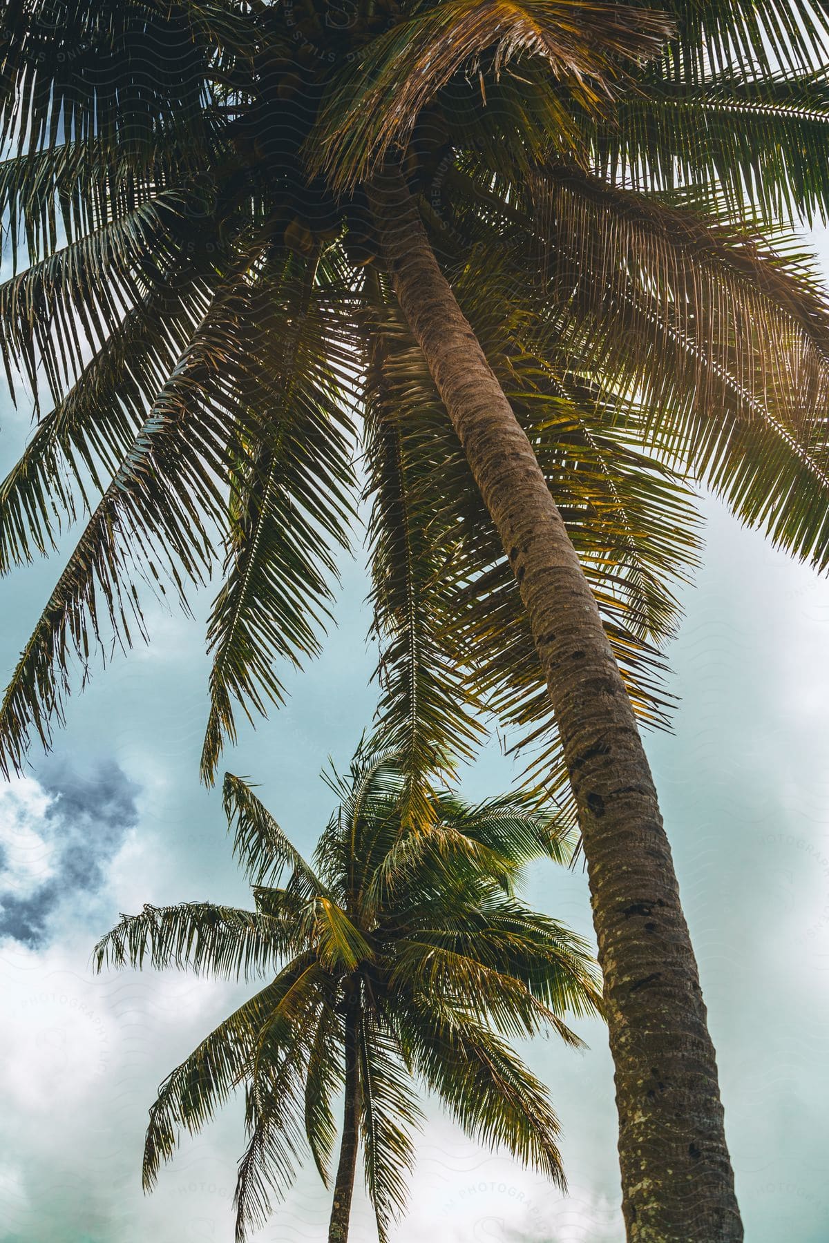 Green palm tree under the cloudy sky.