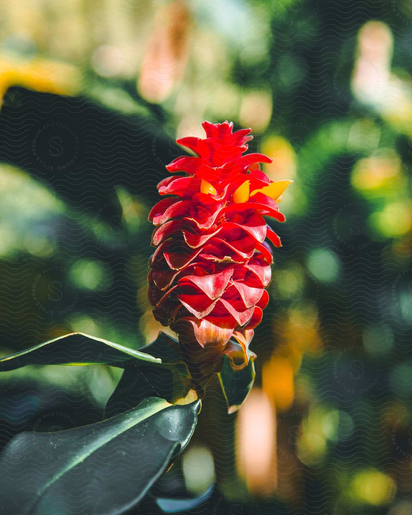 Close-up of a red tropical flower blooming.