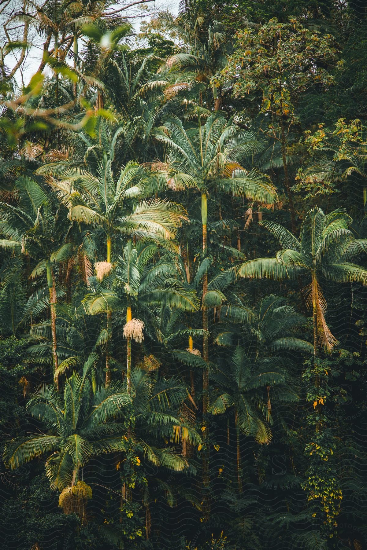 Palm trees and tropical plants stand in a rain forest