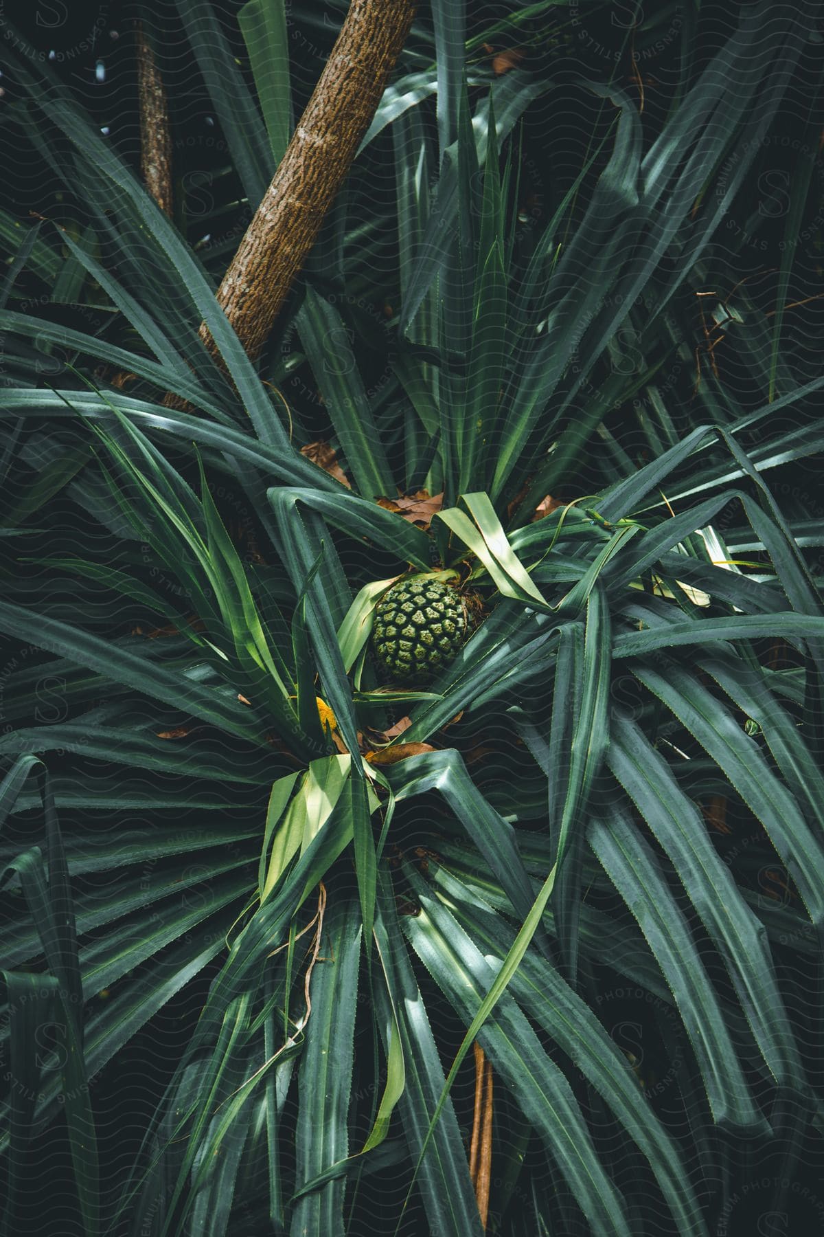 A baby pineapple growing on a pineapple plant in the tropical forest.