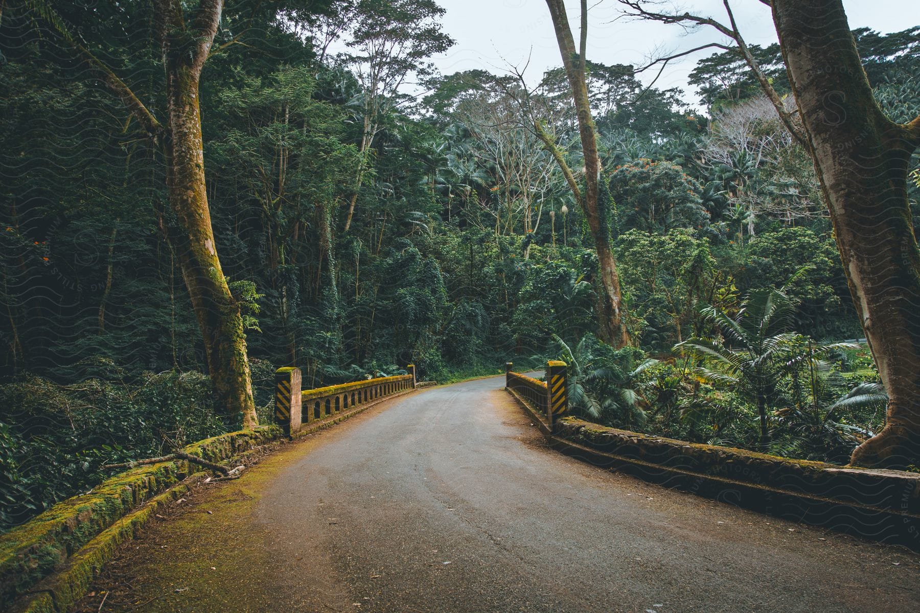 a road winds through a tropical forest