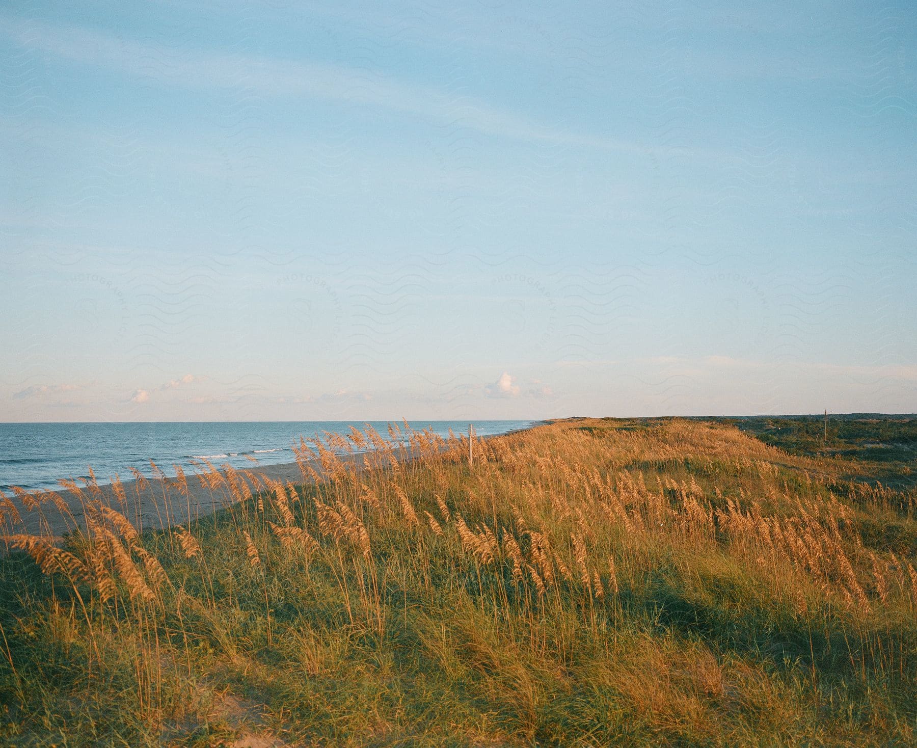 Stock photo of tall grass covers sloped terrain that leads to coastal shoreline where small waves are washing ashore.