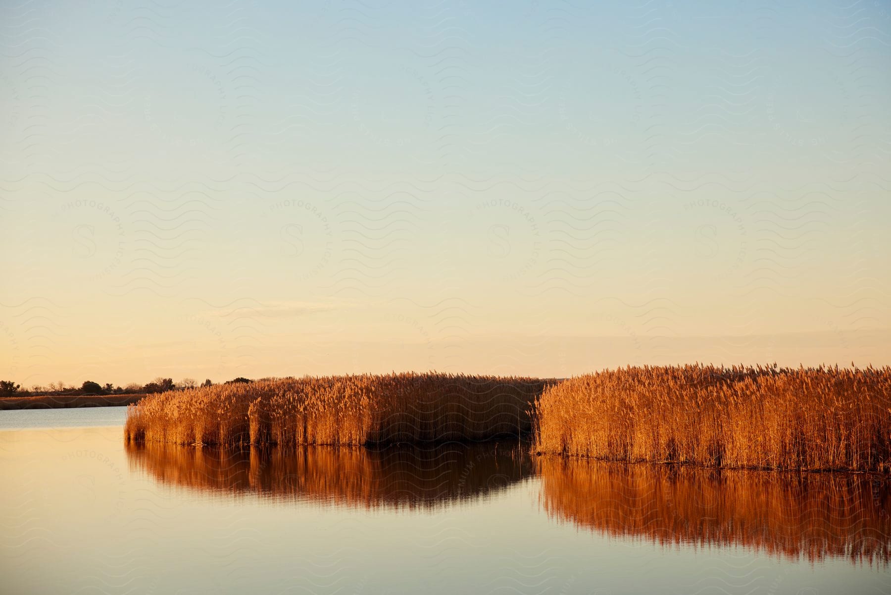 Lake with reeds at sunset.