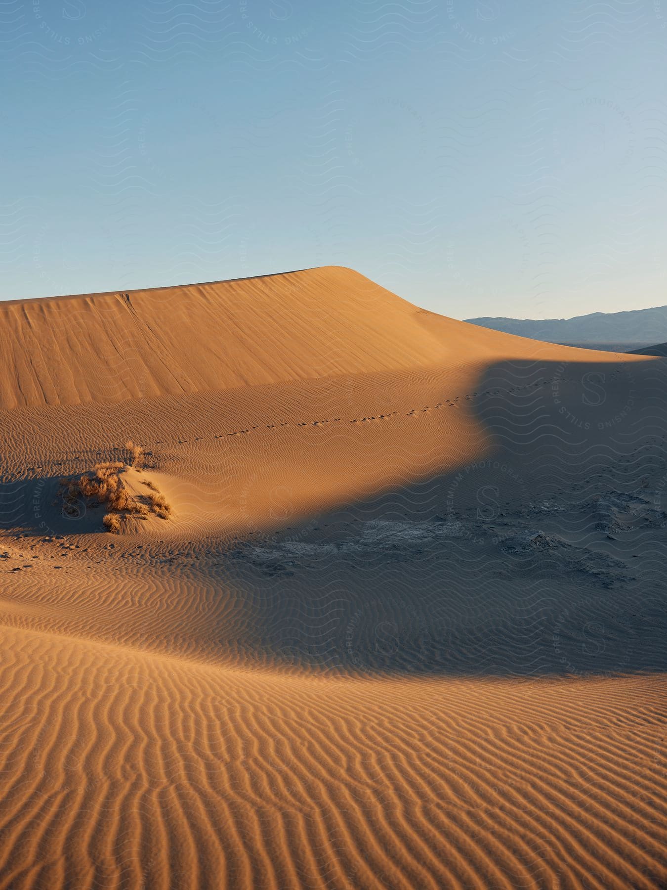 A desert with a lone desert grass in the middle, footprints crossing the sand, and hills in the distance under a blue sky.