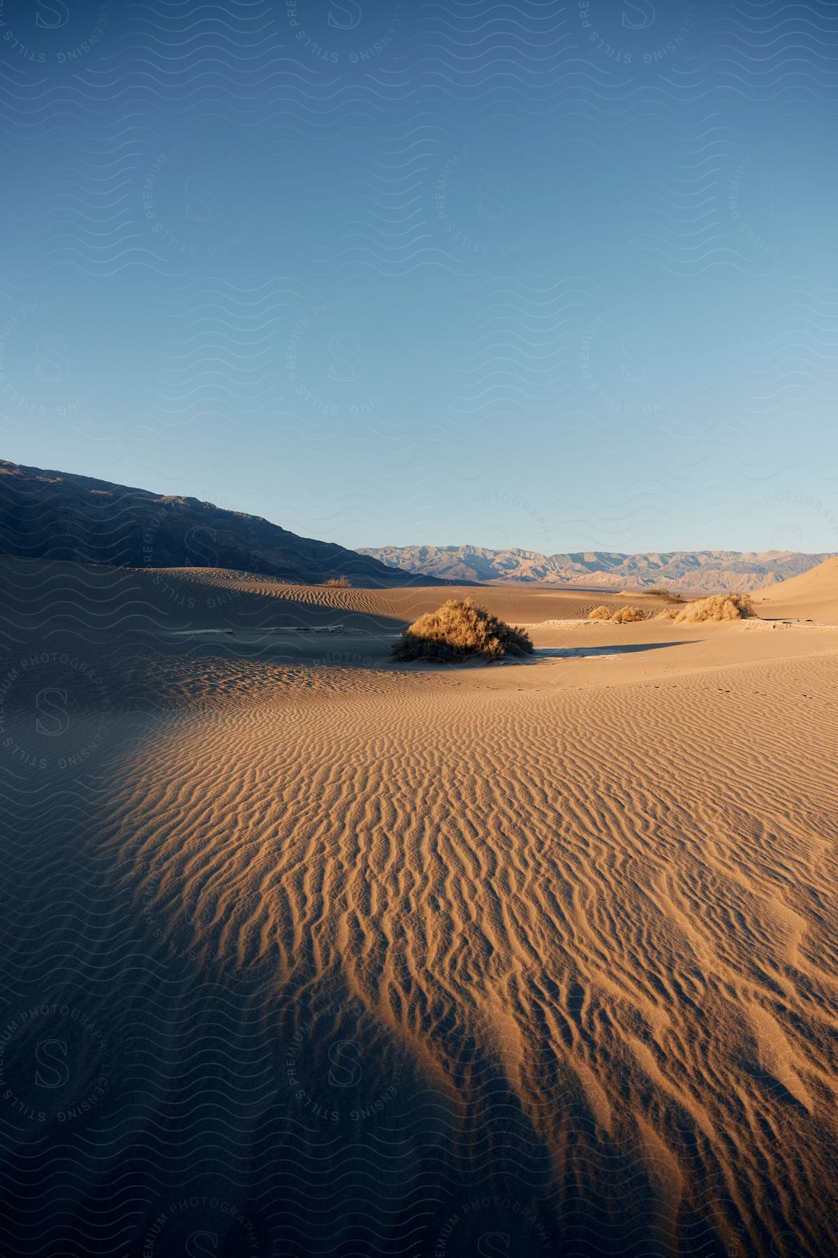 A lone oasis of green grass in a vast desert, with a mountain in the distance.