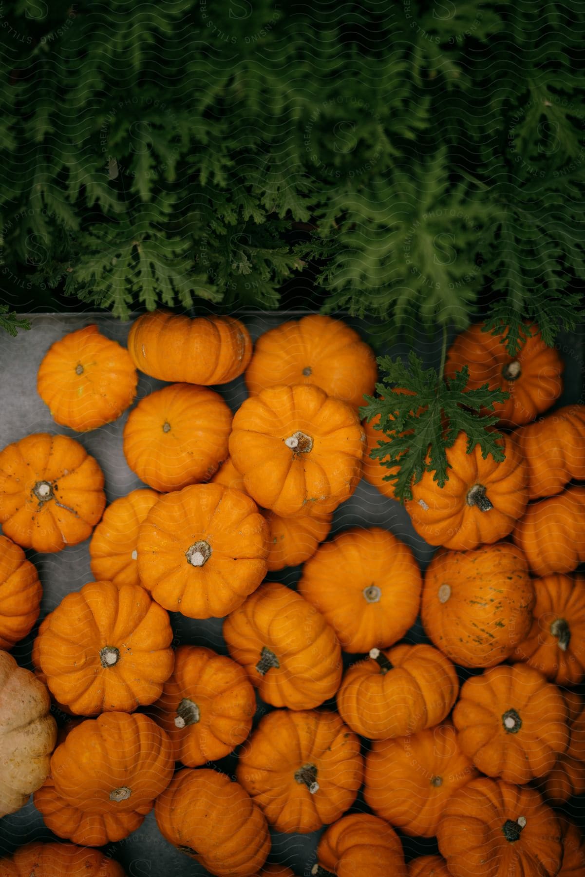 A couple dozen small pumpkins arranged on a table.
