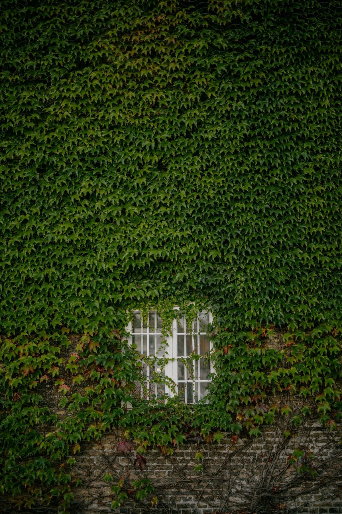 A white window surrounded by green foliage.