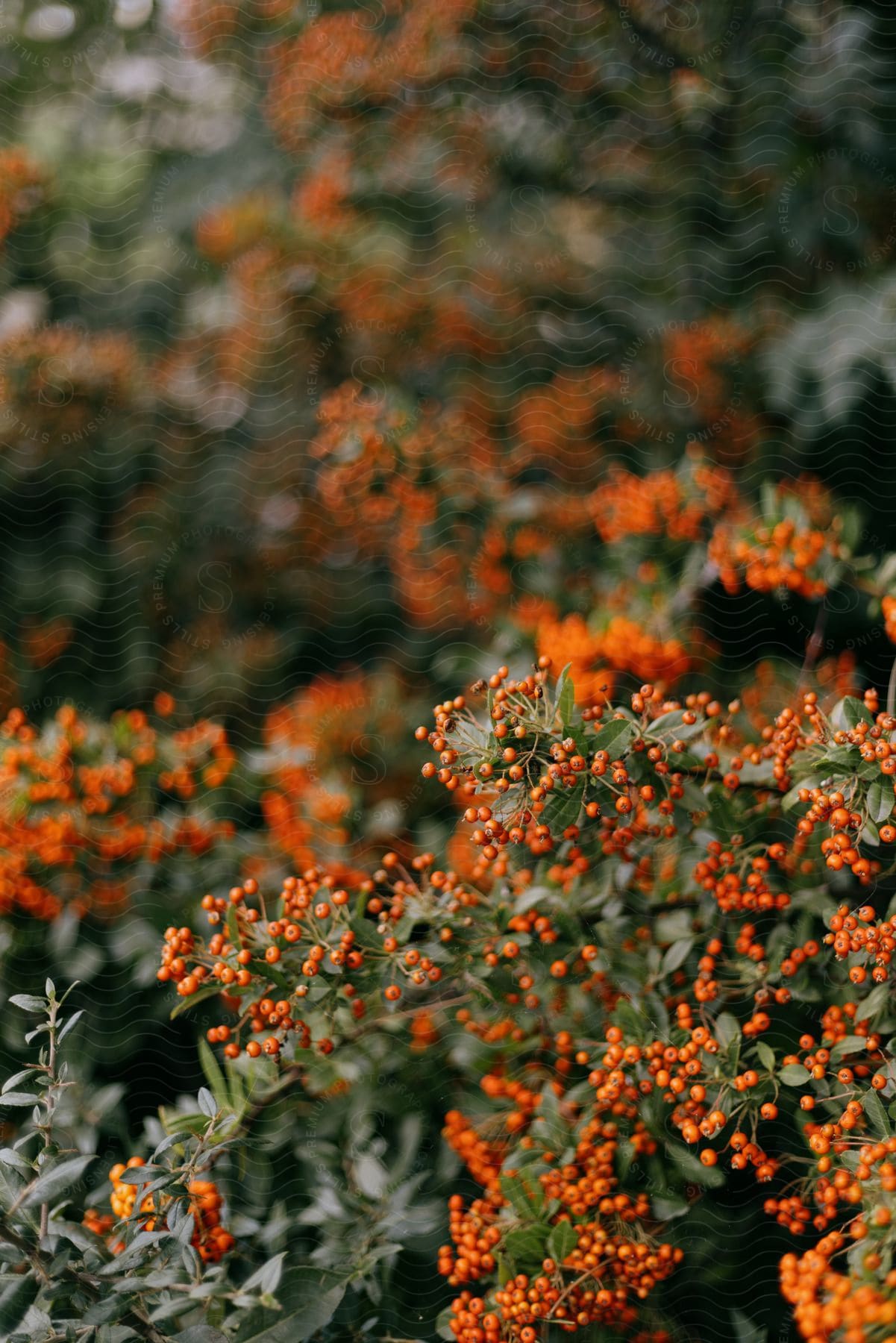 small orange berries grow on bushes