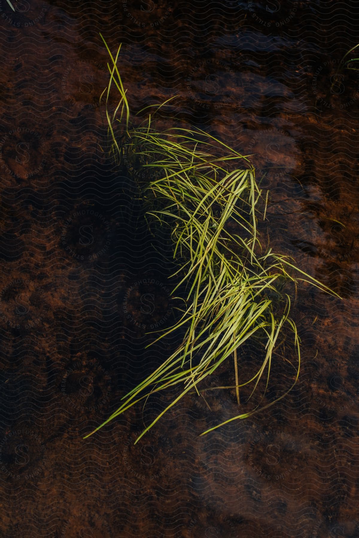 Grass growing out of the creek.