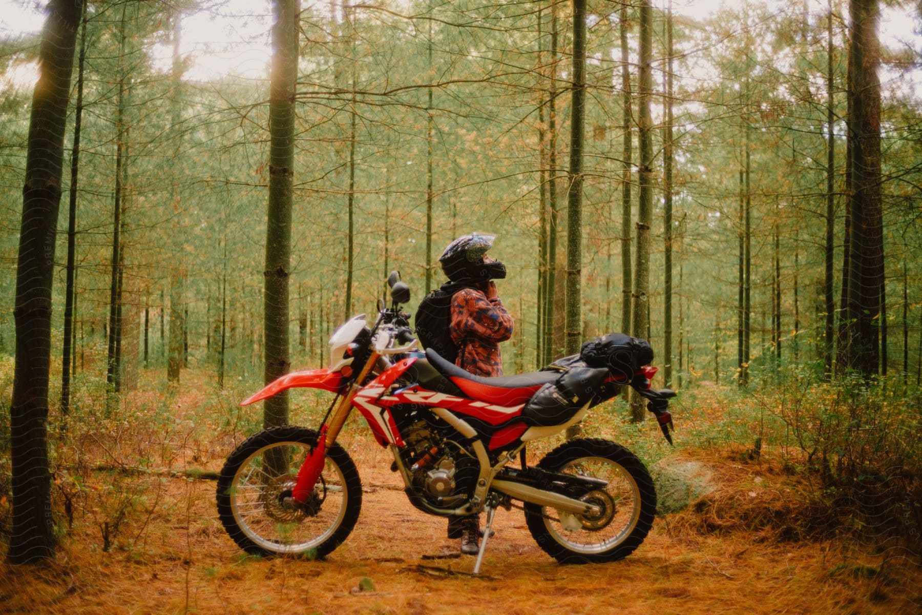 A biker stands by their dirt bike while looking up at the canopy in a conifer forest.