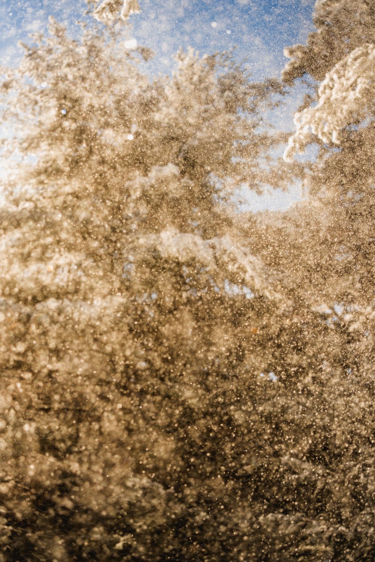 A blurry photo of a snow-covered tree being shaken, sending snow flakes into the air.