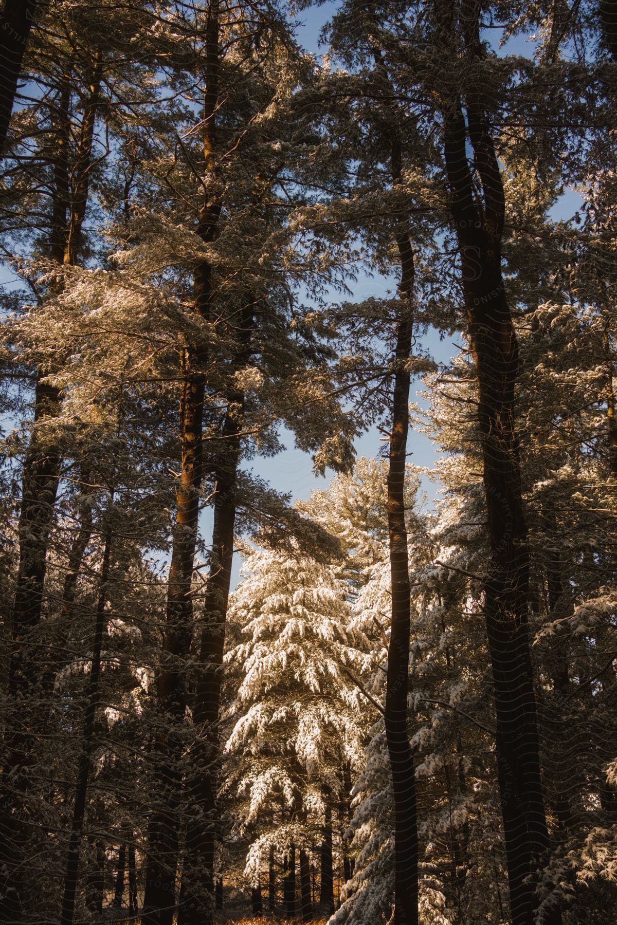 A winter forest with tall trees draped in a blanket of snow.