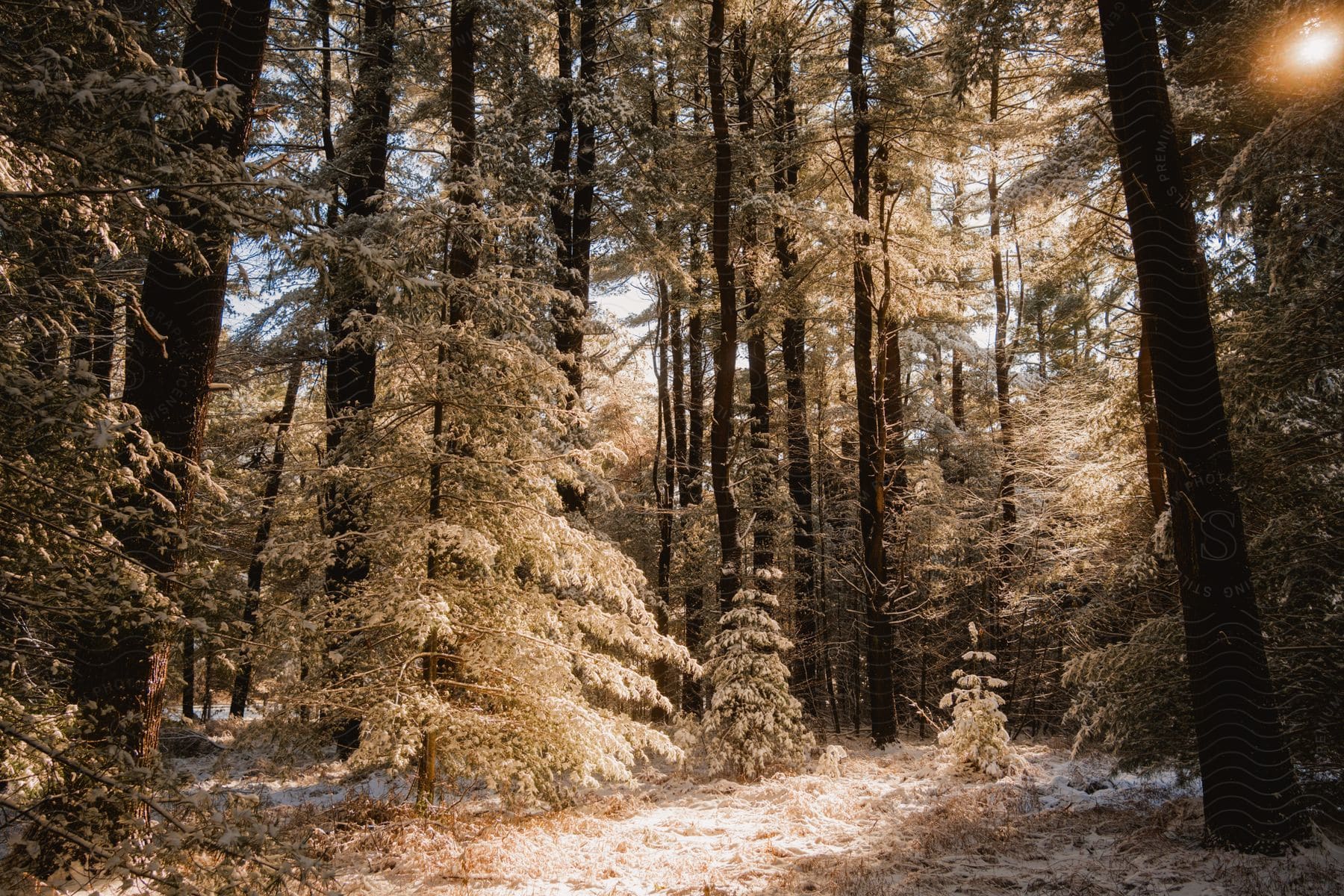 Sun shines through trees of snowy conifer forest in winter.