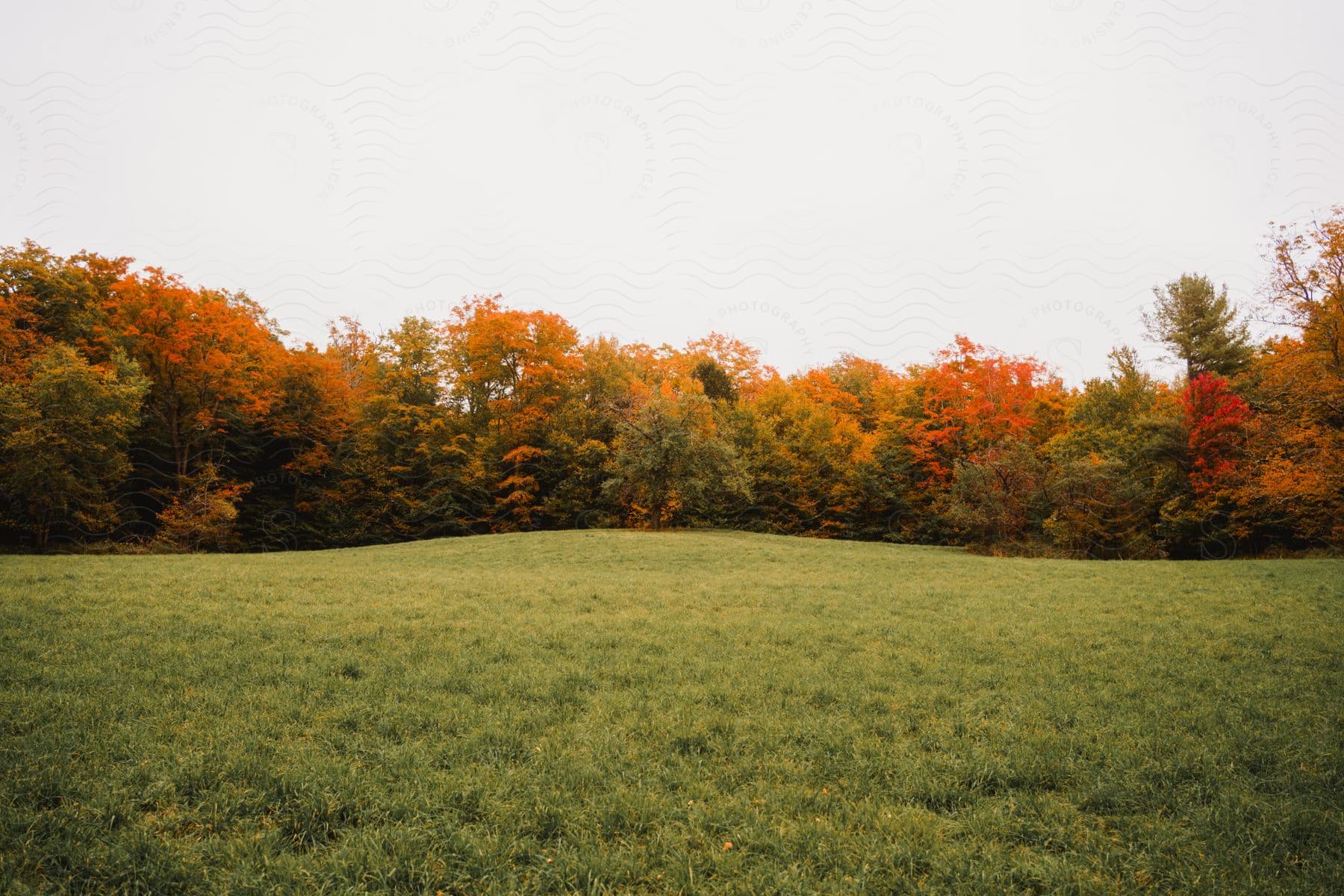 A large open grassy area edged with a thick lining of trees which there leaves are turning colors for fall.