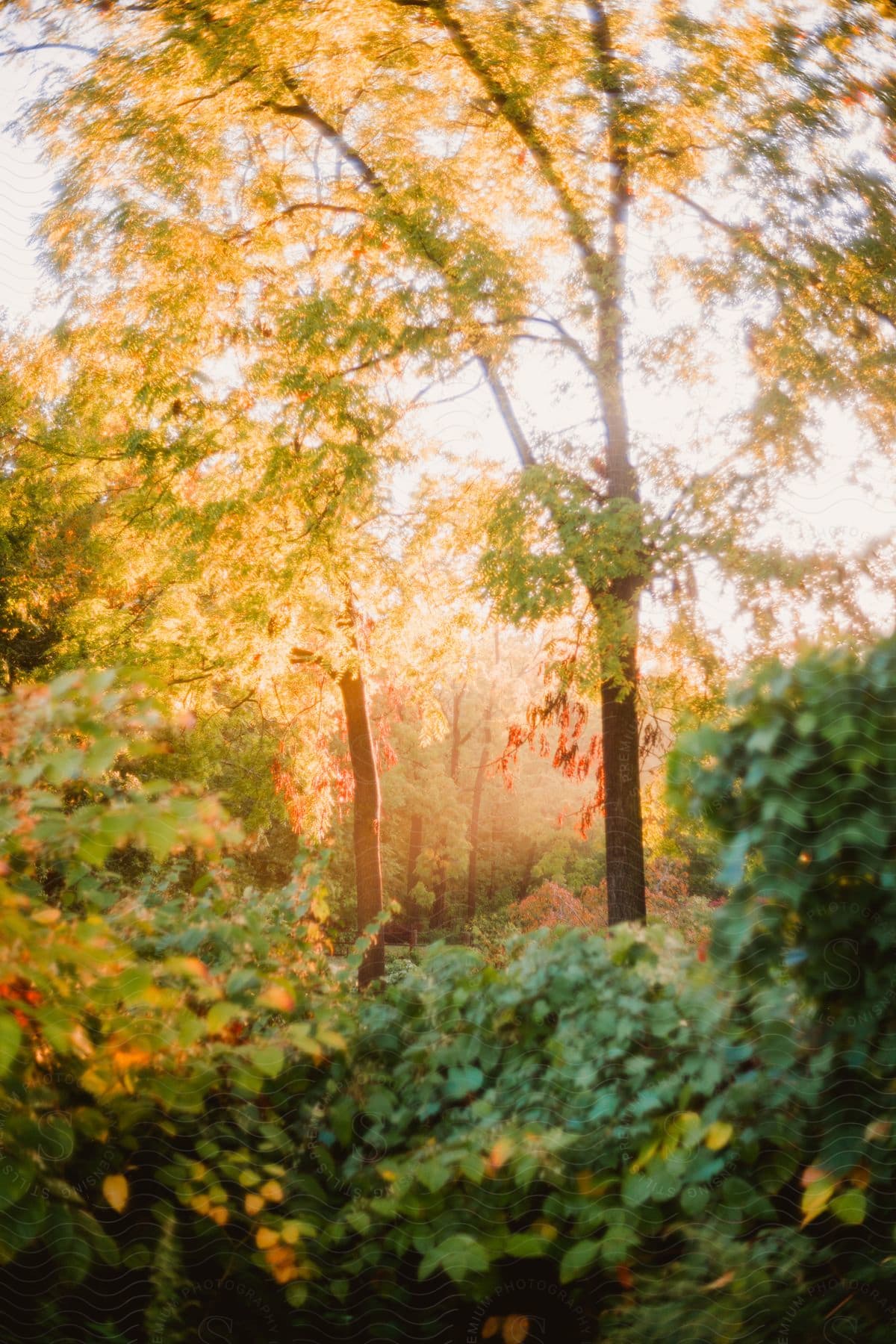 Trees bearing fruits stand among shrubs and other trees.