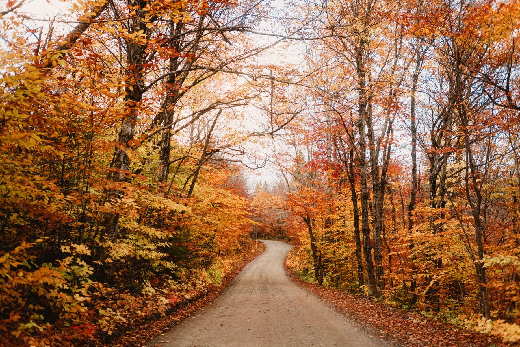 A winding dirt road cuts through a colorful forest of orange and yellow leaves.