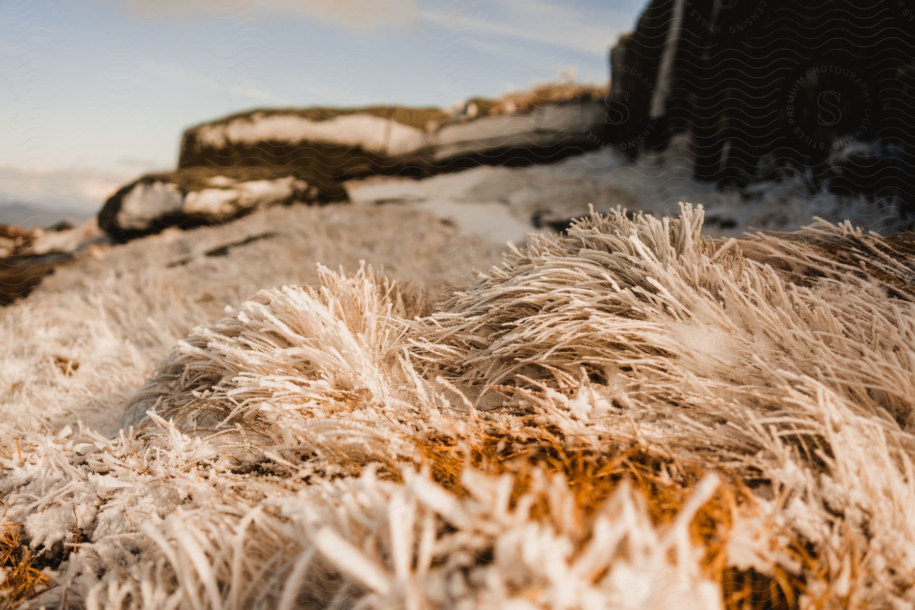 A close-up of snow-capped blades of grass on a frozen hillside.