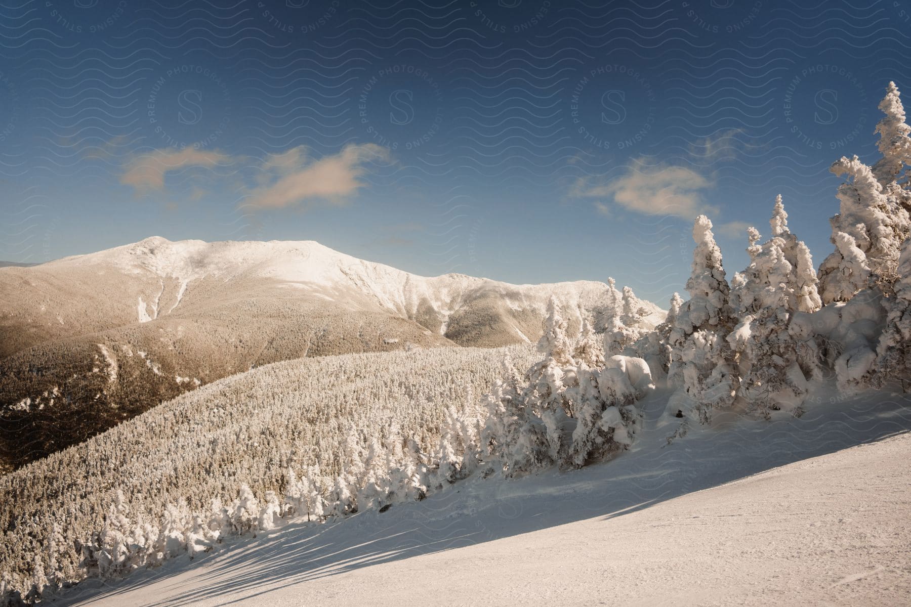 A snow-capped mountain rises above a forest of evergreens covered in snow.