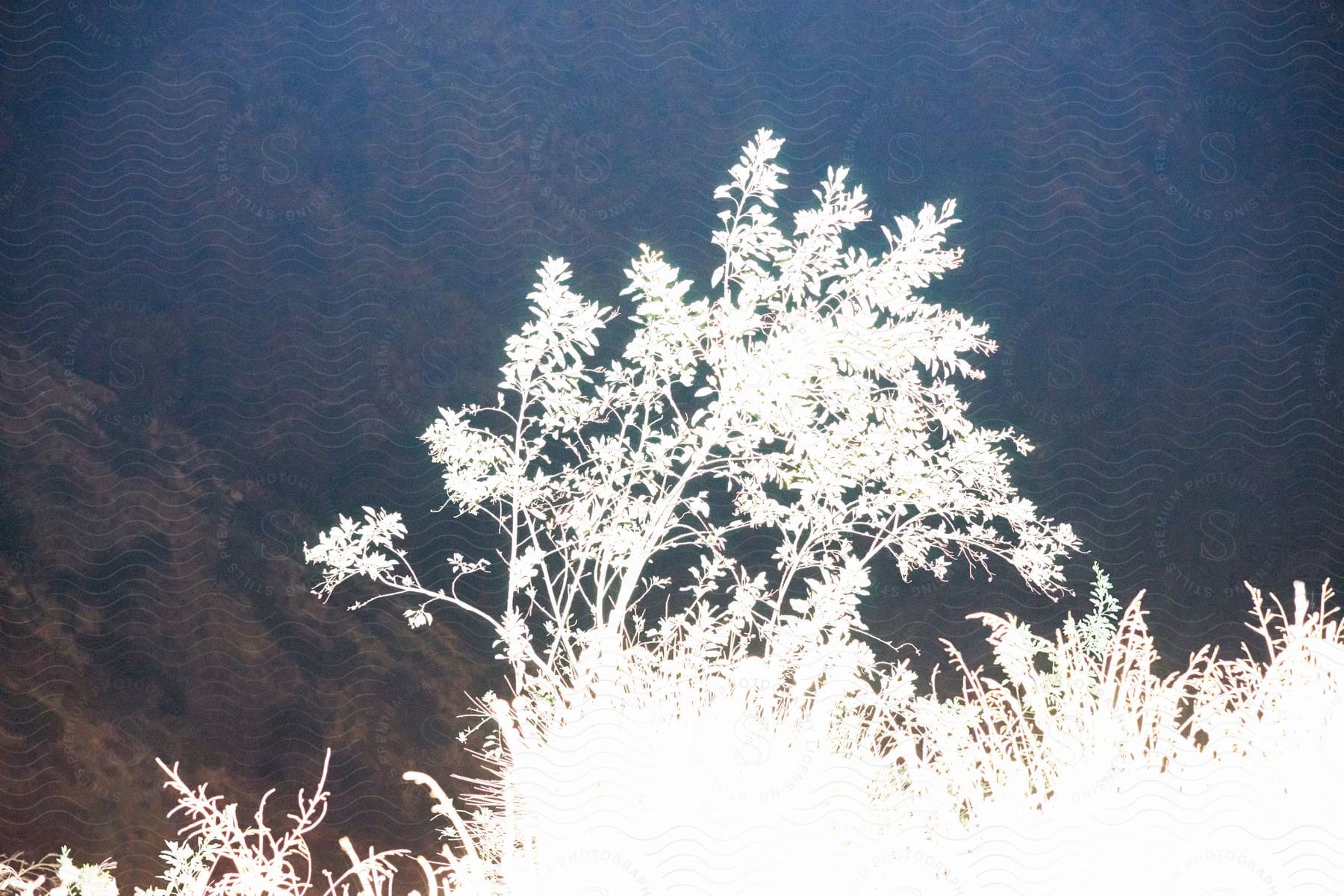 A young tree glowing in the sunshine, with a steep mountain slope in the background.