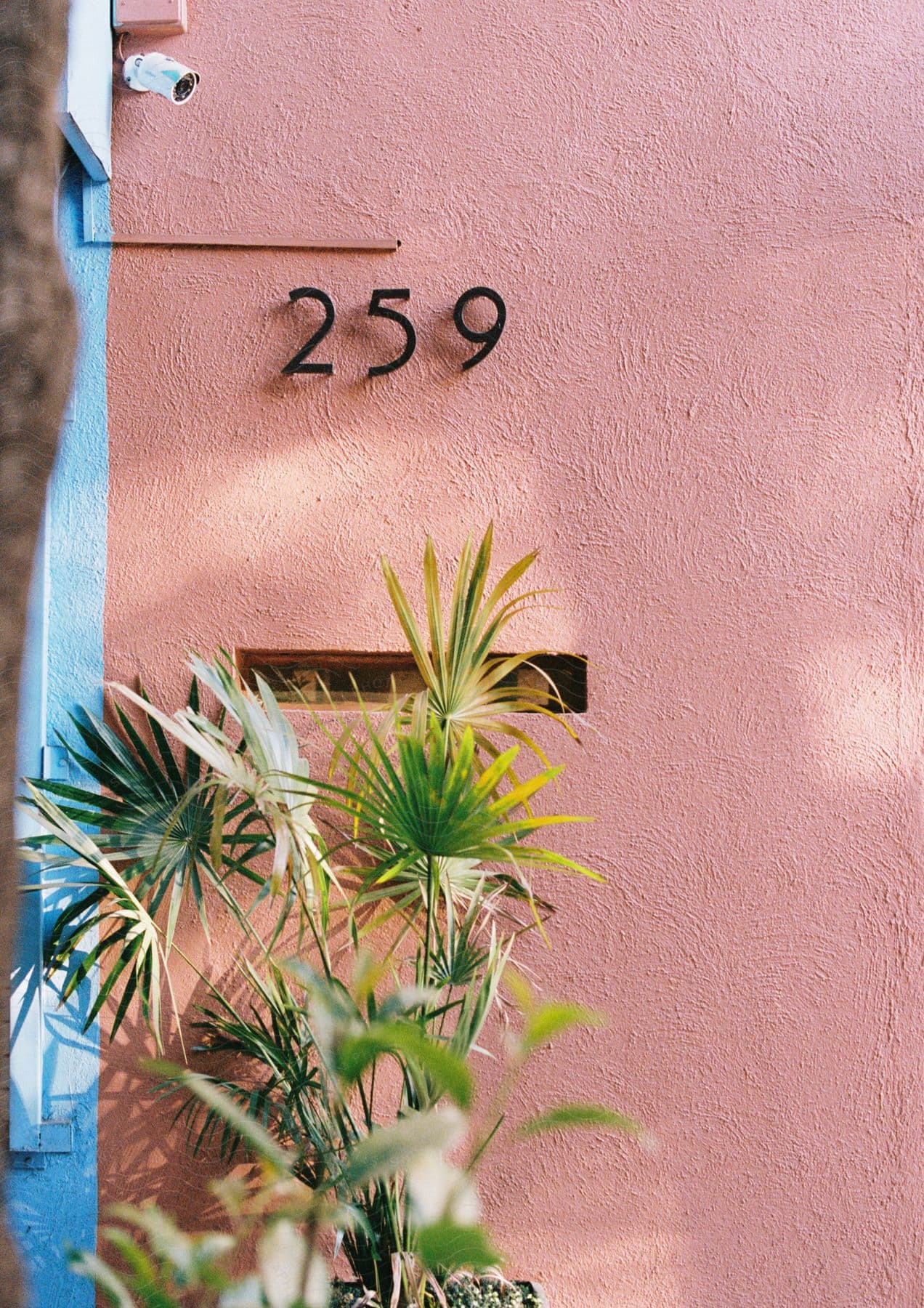 A tropical plant against a coral colored house exterior with a large house number