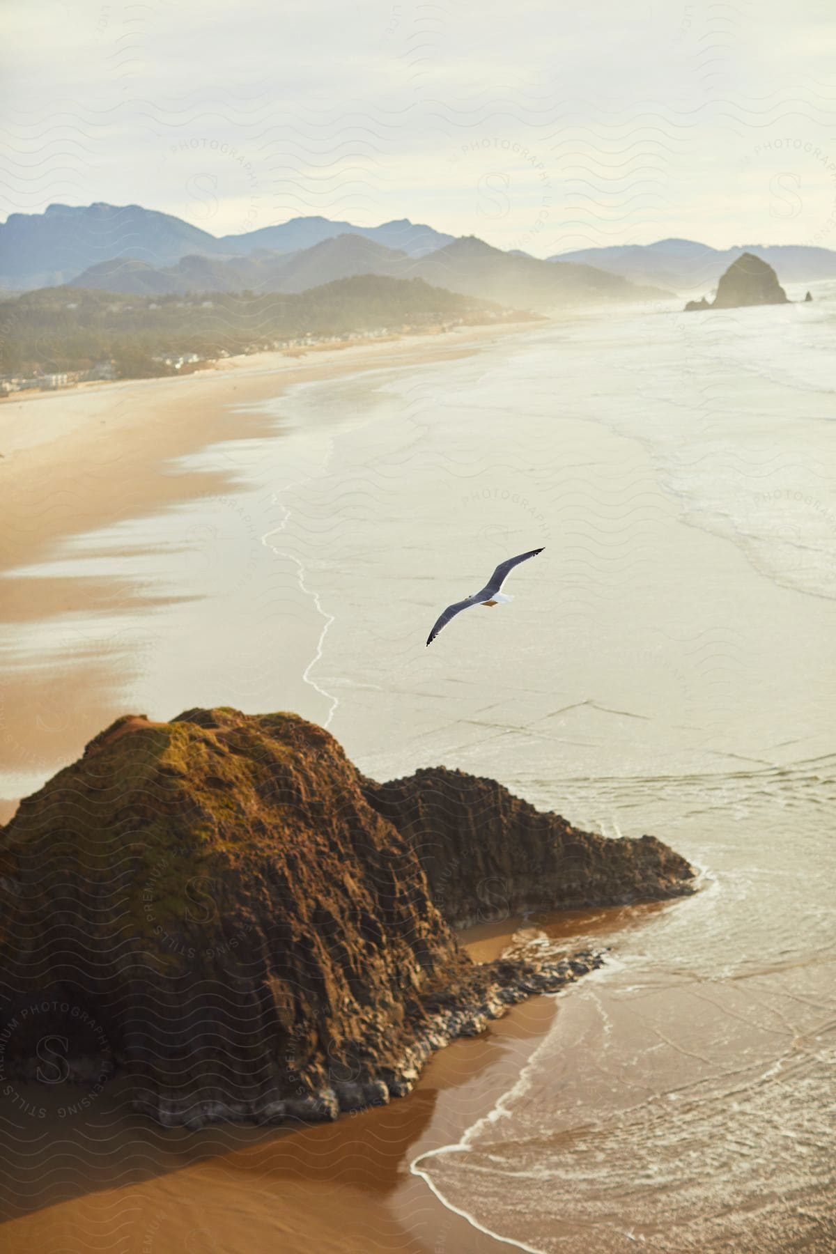 An aerial of a large bird flying over the Oregon coastline with Haystack Rock in the distance.