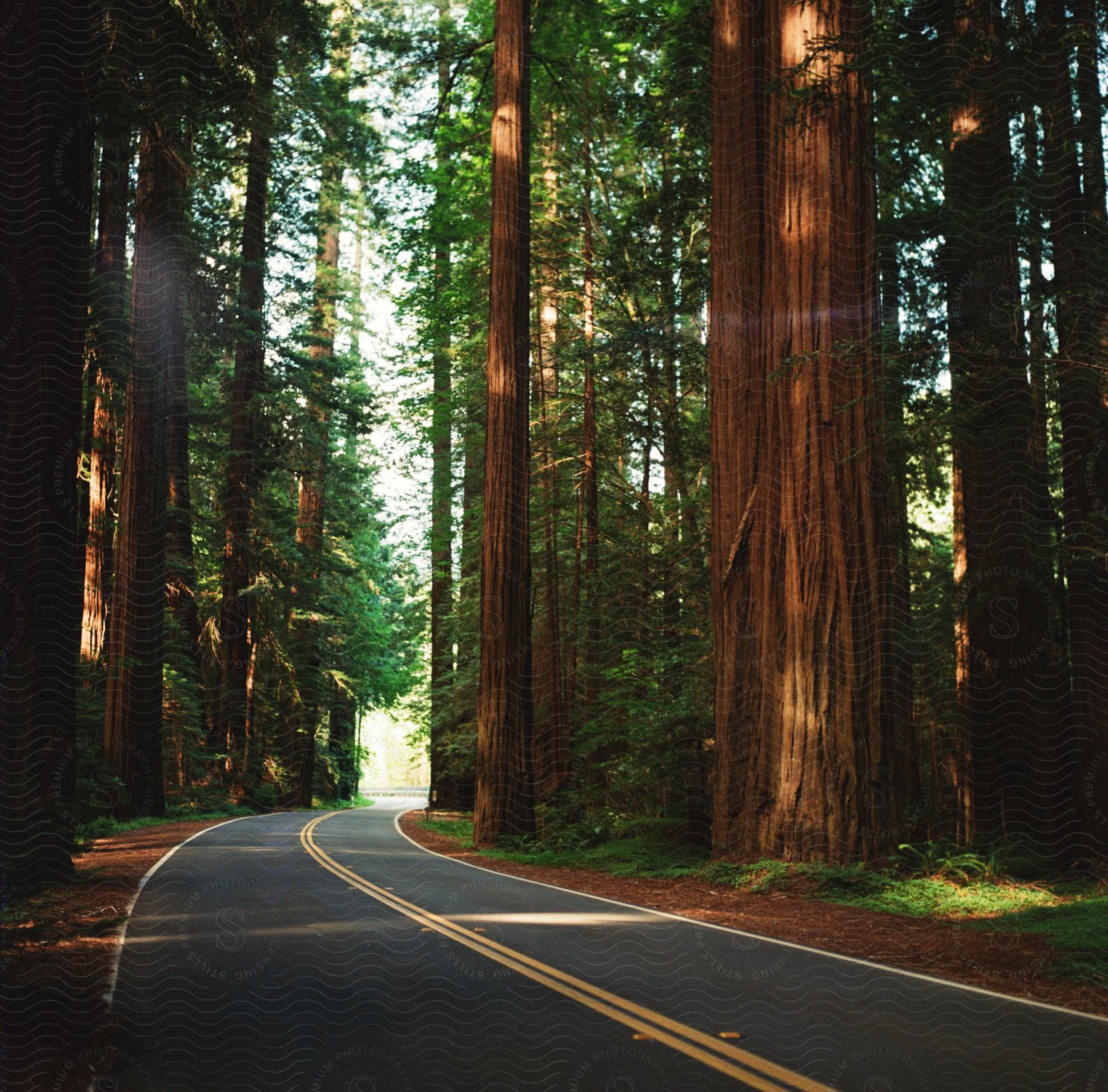 a road runs past tall trees in the woods