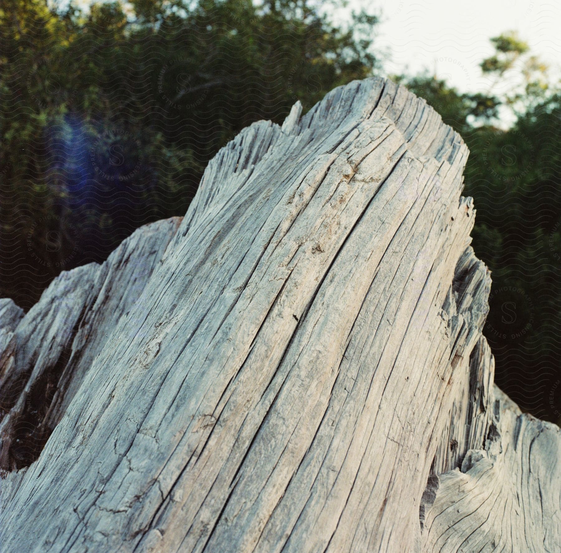 Part of the trunk of a dead tree is standing in the forest