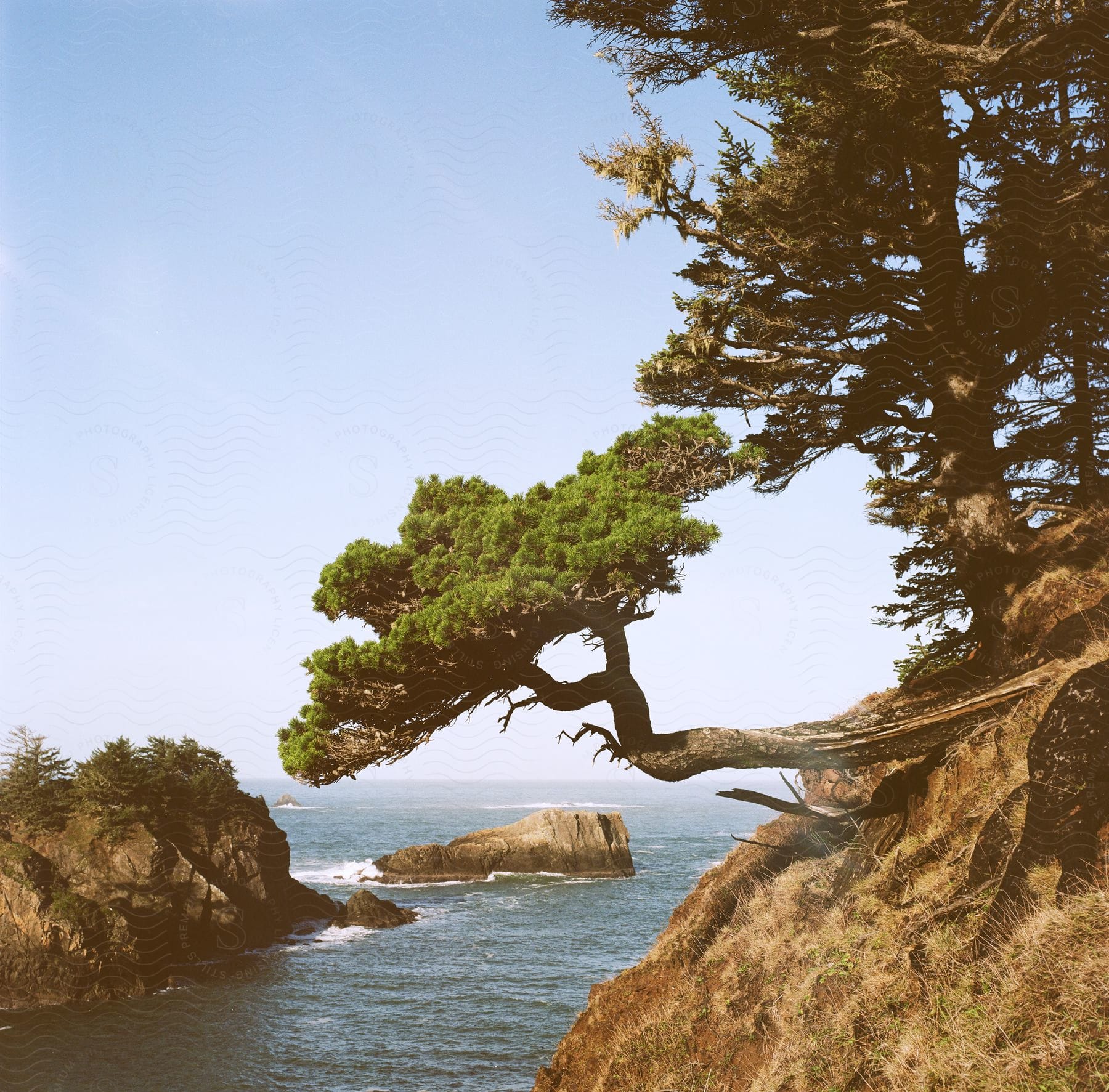 A sea shore full of stones and a crooked tree on top.