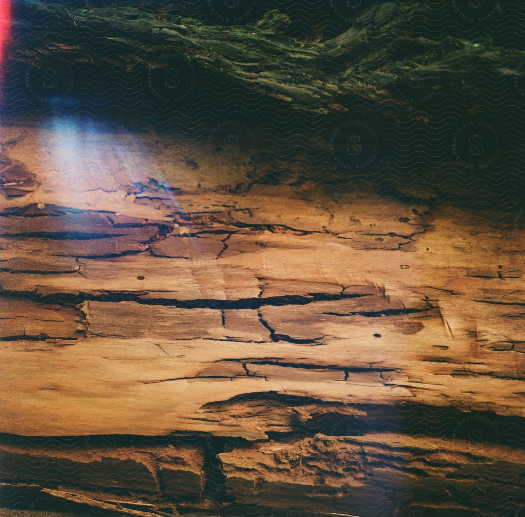 Abstract digital representation of cedar wood and tree trunk with exposed roots.