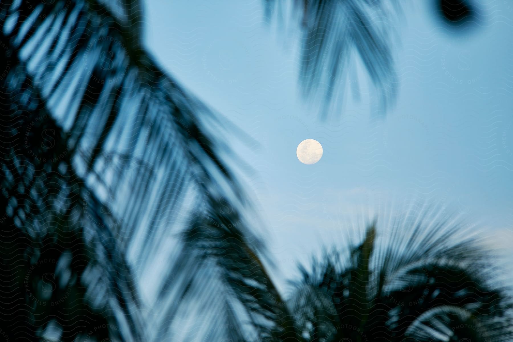 Landscape with a full moon above palm trees