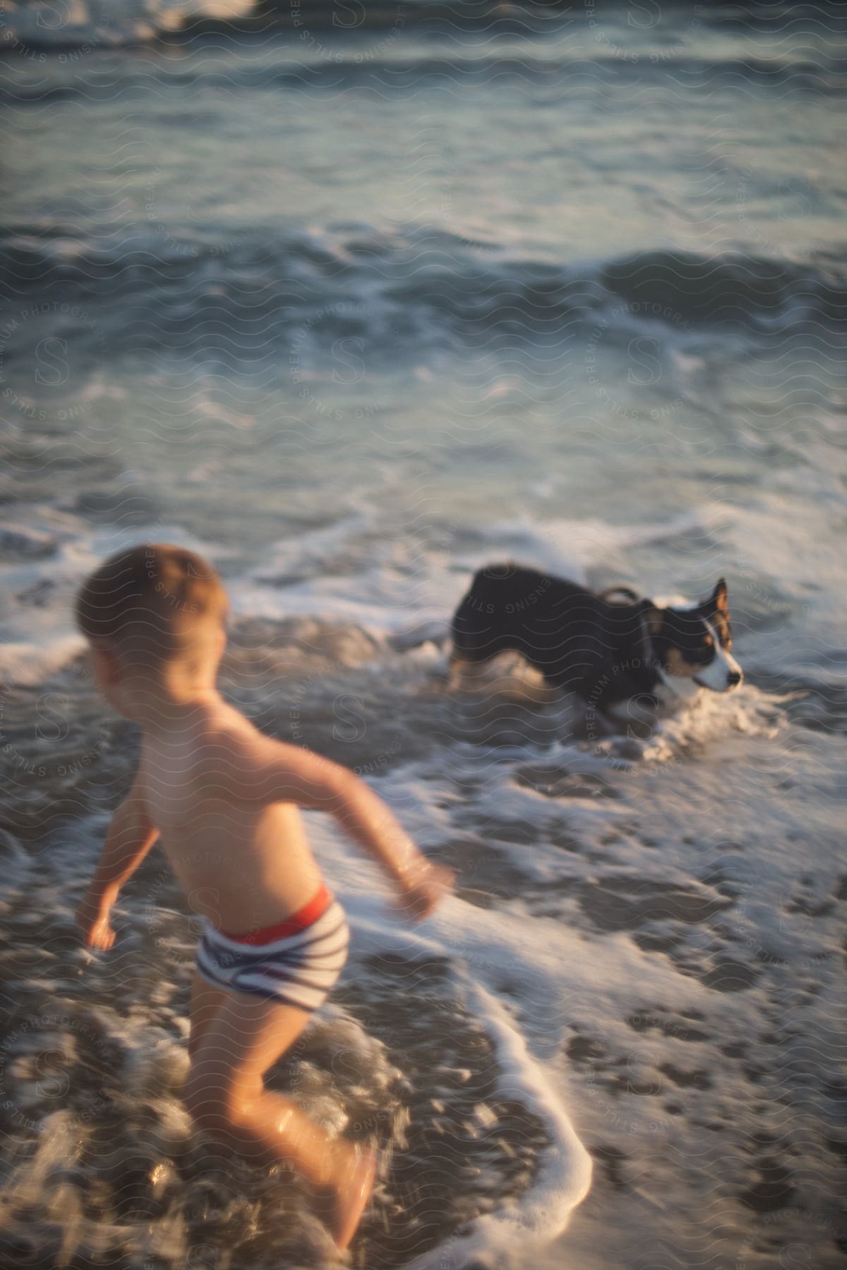 Dog chases a young boy through shallow waves at the beach.