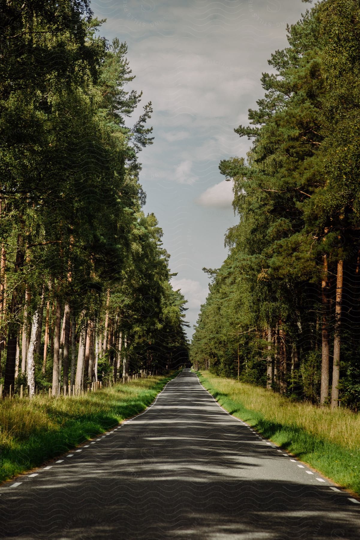 View of a road with trees on the sides.