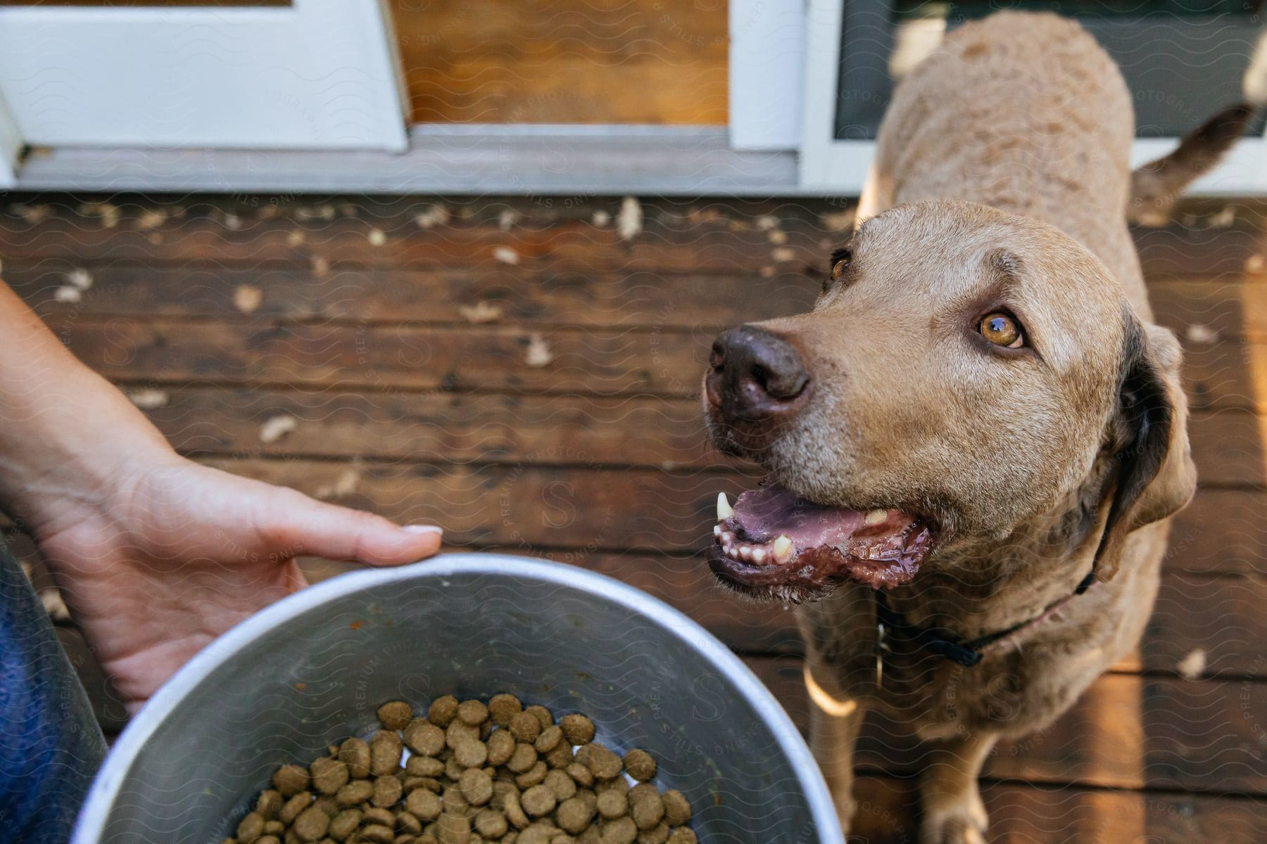 A Dog Waiting To Eat From His Food Bowl