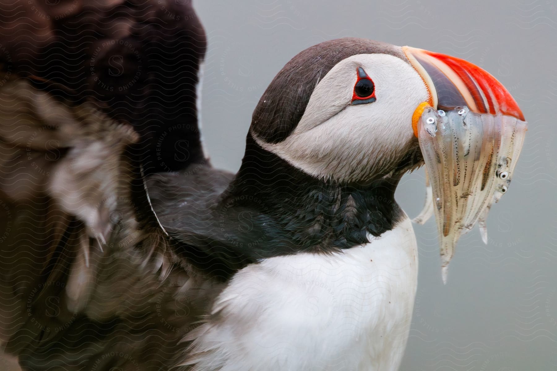 Atlantic Puffins with food in their mouths.