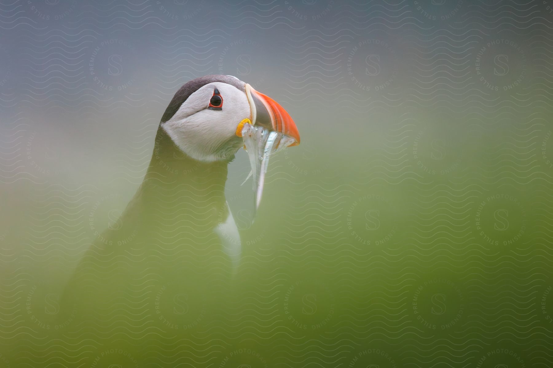 A puffin with an orange beak with a food in its mouth.