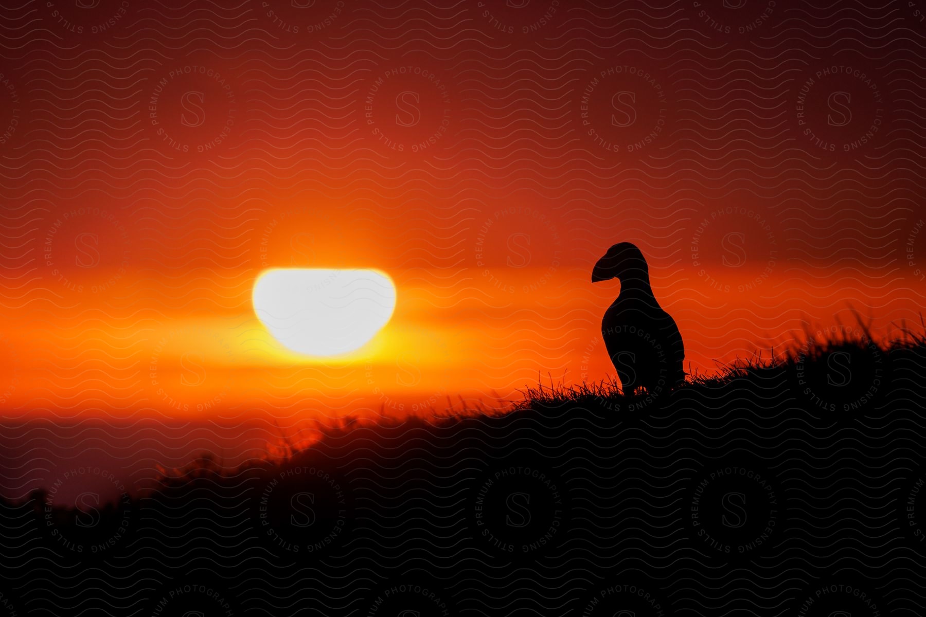 Stock photo of the bird is sitting in the grass watching the sunset.